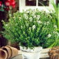 Timian - Thymus vulgaris - Helende urteoase - en gourmetfavorit - Friske frø