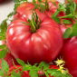 蕃茄Raspberry Giant种子 -  Lycopersicon lycopersicum  -  400种子 - Lycopersicon esculentum Mill.  - 種子