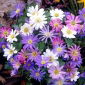 Anemone blanda Mix - 8 kvetinové cibule
