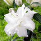 Bowl of Beauty Oosterse lelie - geurend, dubbelbloemig - 