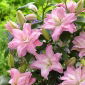 Roselily Editha Lirio oriental - fragante, de doble flor