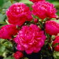 Pivoine du Kansas - semis