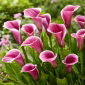 Sannah calla lilija (Zantedeschia)
