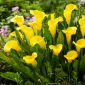Sluneční klub kala (Zantedeschia)