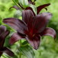 Nightrider trumpet lily