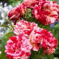 Rød-hvid stribet multiflora rose (Polyantha) - frøplante - 