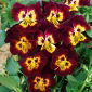 Viola del pensiero gigante - Marrone con macchia gialla - Viola ×wittrockiana - Fiorisce dalla primavera al tardo autunno - Semi Freschi