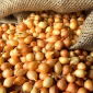 Ceapa de primăvară Stuttgarter - 0,5 kg - 