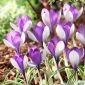 Jalta krokus - 10 stuks - 