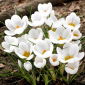 Hvid krokus - 10 stk.