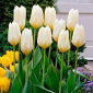 Purissima alacsony növekedésű tulipán - 5 db.