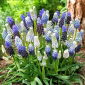 Selezione di giacinto d'uva - Muscari Mix - 10 pz