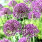 Violet Beauty sierui - 3 stuks - 