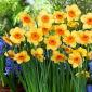 Kedron daffodil - 5 pcs