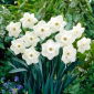 Narciso inoxidável - 5 peças