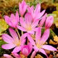 Crocus d'automne purpureum; safran des pres, femme nue