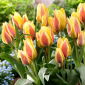 City Flower tulpan - 5 st