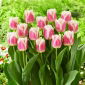 Hawaii tulip - 5 pcs
