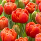 Icoon tulip - 5 pcs - 