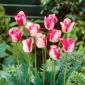 Mata Hari tulipani - 5 kom