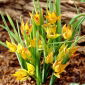 Orphanidea Flava tulipano botanico - 5 pz