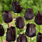 Paul Scherer tulip - 5 pcs