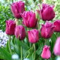 Tulipán viajero - 5 uds.