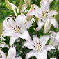 Fragrant oriental lily 'Brasilia'