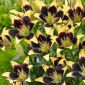 Easy Dance Asiatic lily