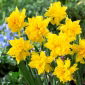 Van Sion narcis - 5 ks.