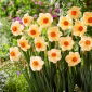 Altruistický narcis - 5 ks