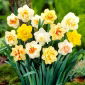 Selezione di narcisi a fiore doppio - 5 pz