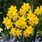 Golden Carpet daffodil - 5 pcs
