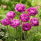 Blue Diamond tulip - 5 pcs