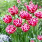 Tulipano Columbus - 5 pz