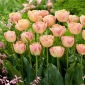 Creme Upstar tulip - 5 pcs