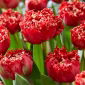 Qatar tulip - 5 pcs