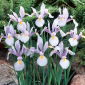 Carmen Dutch iris - 10 pcs