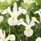 White Magic holländsk iris - 10 st