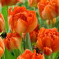 Monte  Orange tulip - 5 pcs
