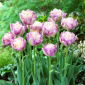 Tulipán Sweet Desire - 5 uds