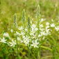 Stern von Bethlehem, Milchstern - Ornithogalum ponticum Sochi - 1 Stck - 