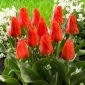 Tulpe 'Miramare' - 5 Stk - 
