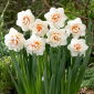 Narciso doppio 'Gay Kybo' - 5 pz