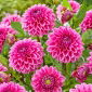Dahlia - Sandra