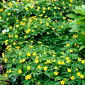 Yellow anemone - 1 pc