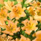Tree lily - Saltarello