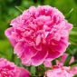 Peony, Paeonia - Jacorma - seedling