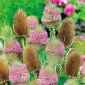 Cardère - Plante Mellifère - Dipsacus fullonum - 100 g - Grande plante mellifère pour oiseaux - Graines fraîches