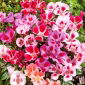Godetia - variada - Godetia grandiflora - Flores multicolor, ideales para arreglos cortados - Semillas frescas